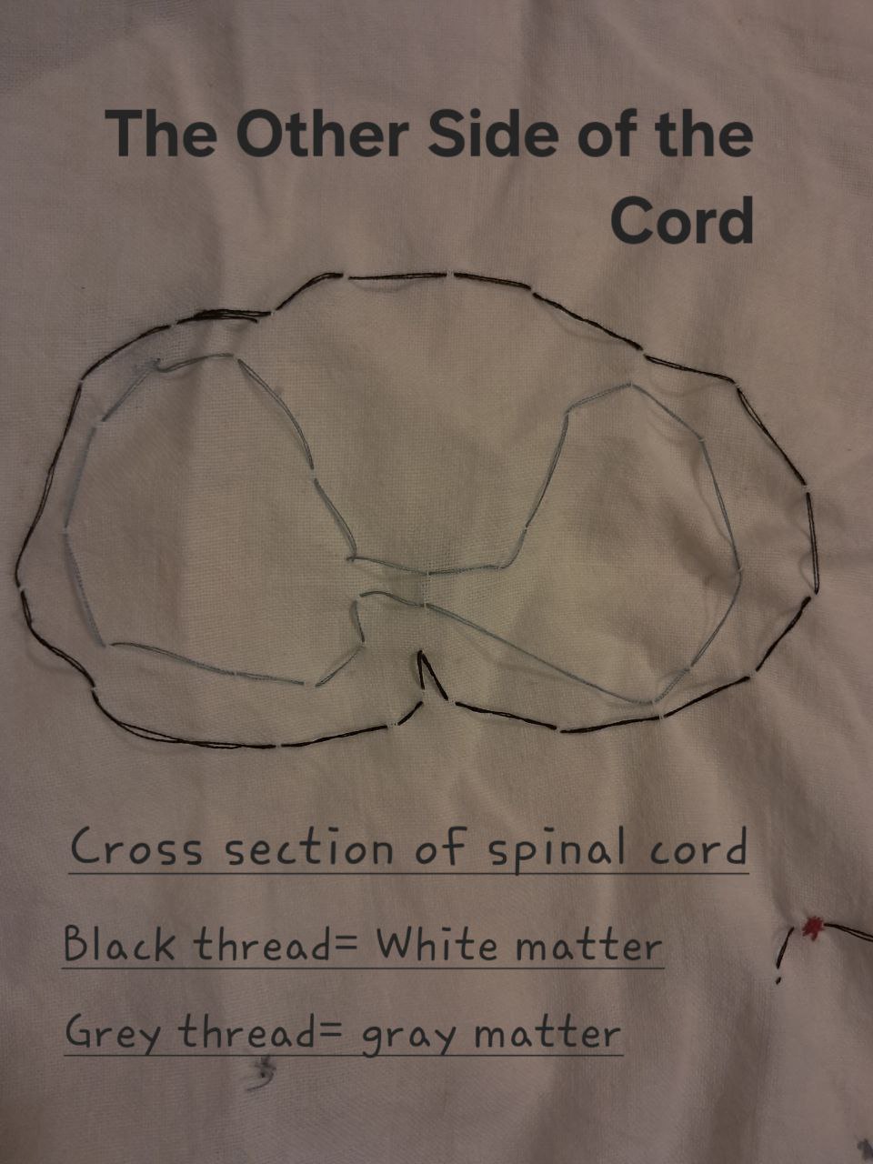 Cross-section Of Spinal Cord Stitched
