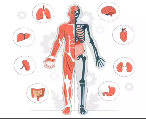 Human Body Explained